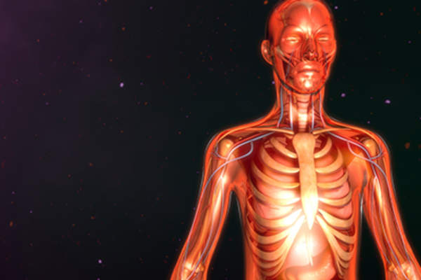 Human anatomy model.