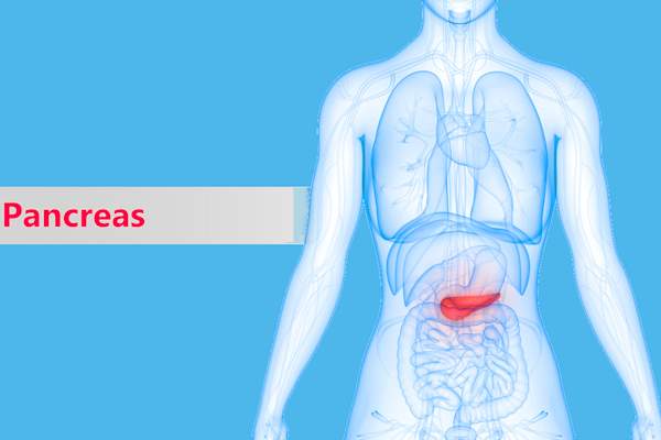 Pancreas highlighted in human body.