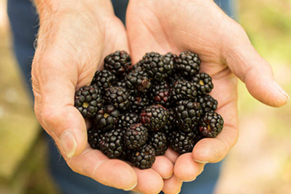 Senior adult, male farmer picks blackberries on farm