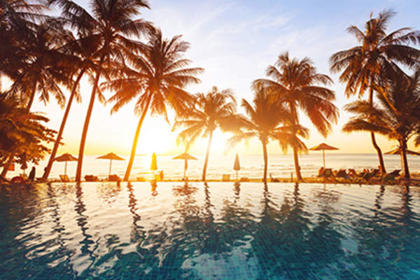 Palm trees at a beach resort.