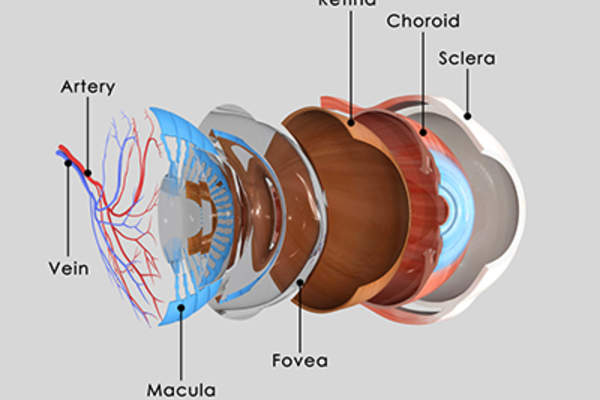 Eye anatomy, parts of the eye diagram.