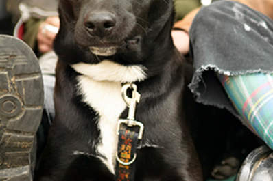 Dog next to smoker
