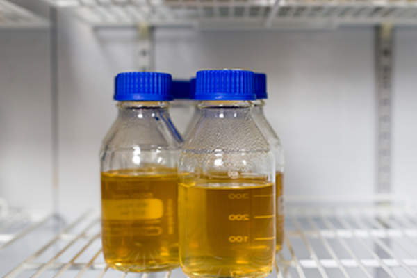 Bottles of medicine in the fridge.