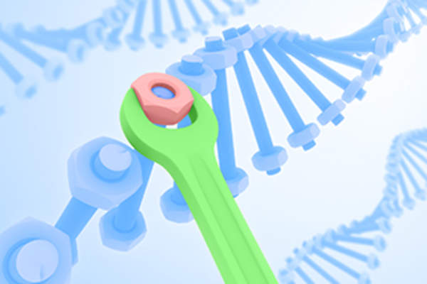 DNA repair.