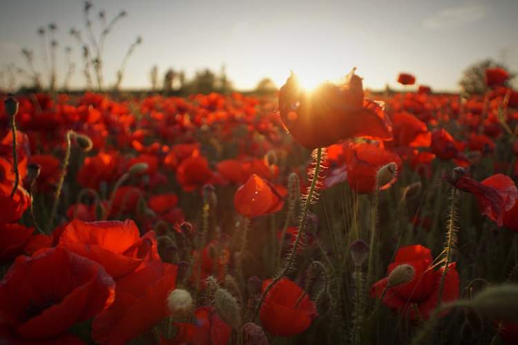 poppy field