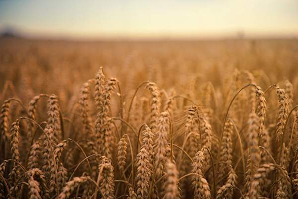 grains in a field