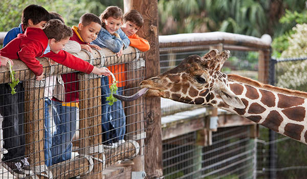 Children-feeding-a-giraffe-iStock-474690025