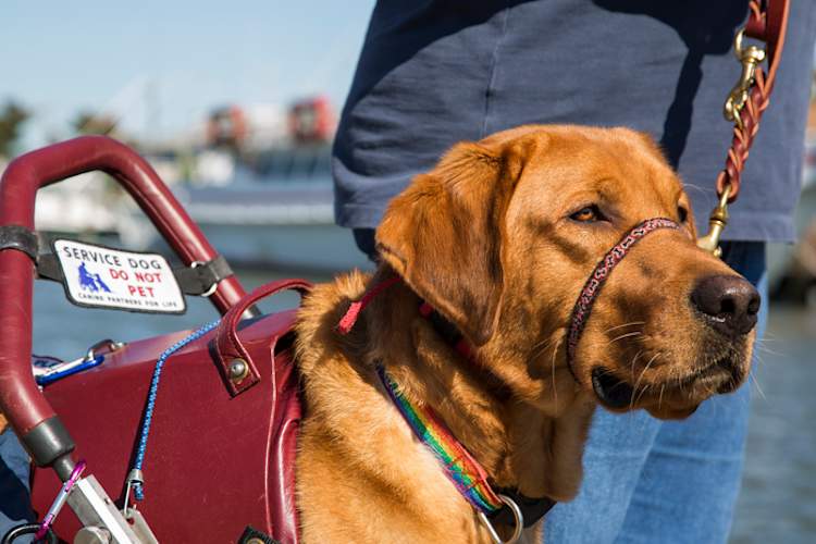 Federal Funding for Service Dogs for Veterans with PTSD Discontinued
