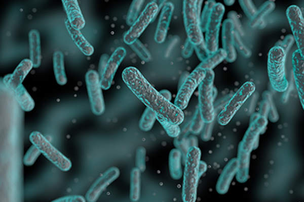 Bacteria.