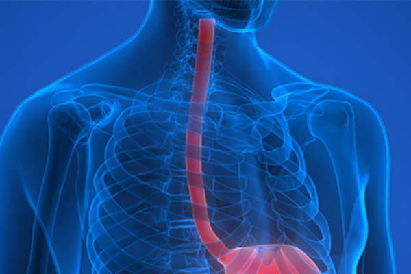 Model of the esophagus.