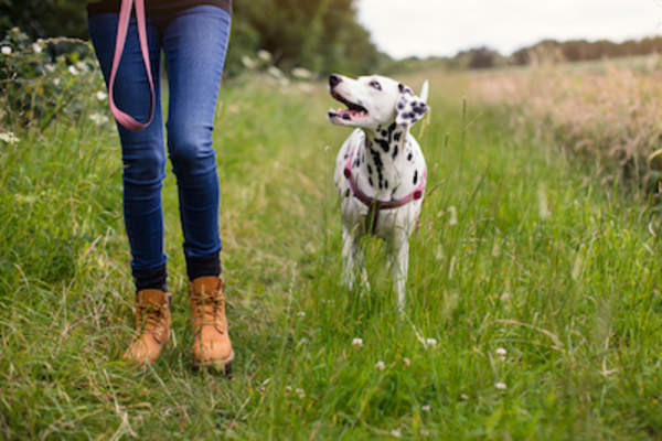 Woman walking in forest preserve with her dalmation.