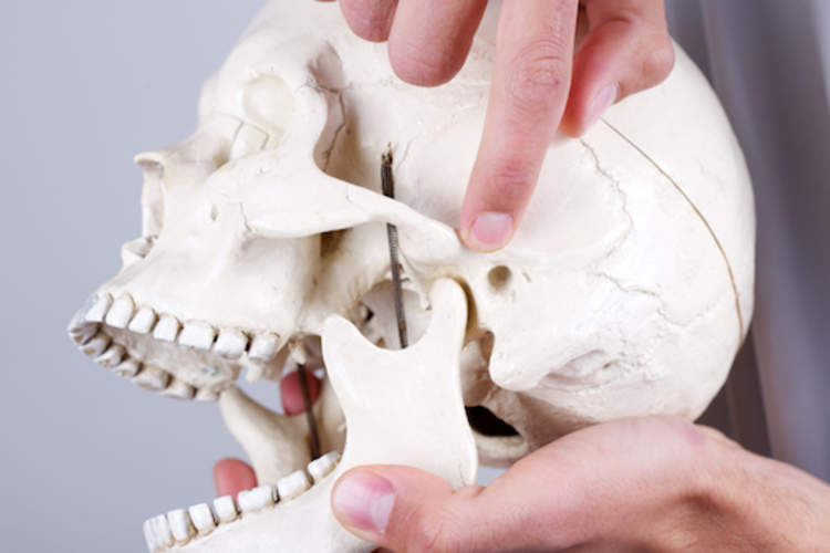 Doctor pointing to temporomandibular joint, on skull.