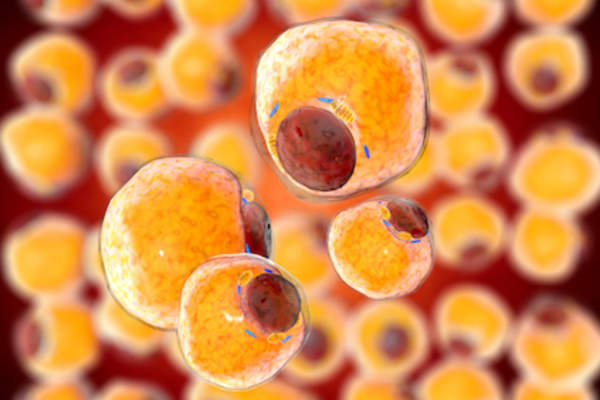Fat Cells from adipose tissue, close up