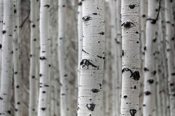 Group of trees with white bark