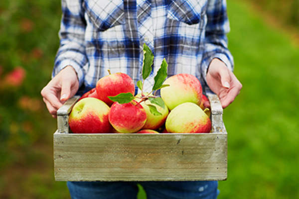 Crate of picked apples.
