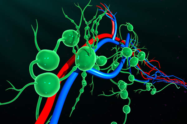 lymph nodes image