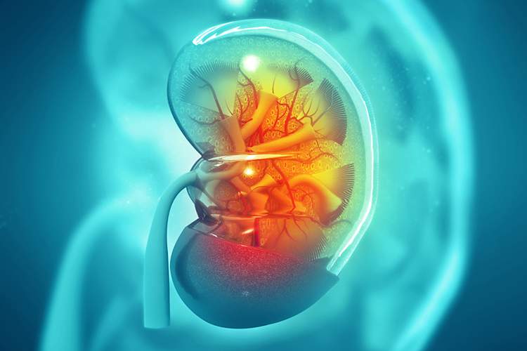 Kidney
