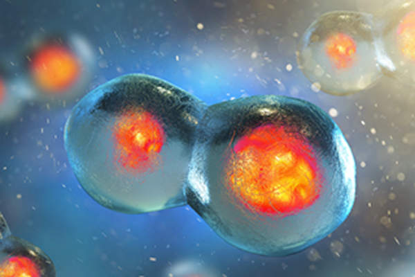 Cell division.