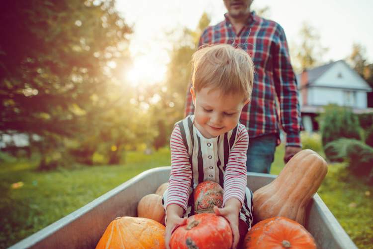 little boy riding in wheelbarrow full of squash