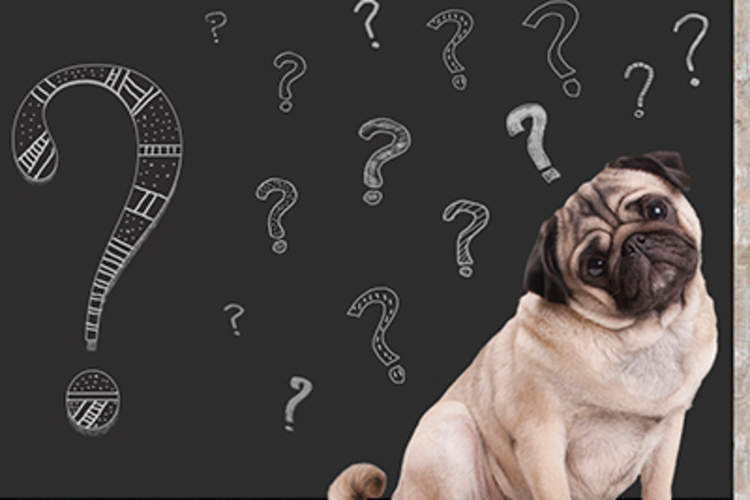 A dog with question marks around its head.