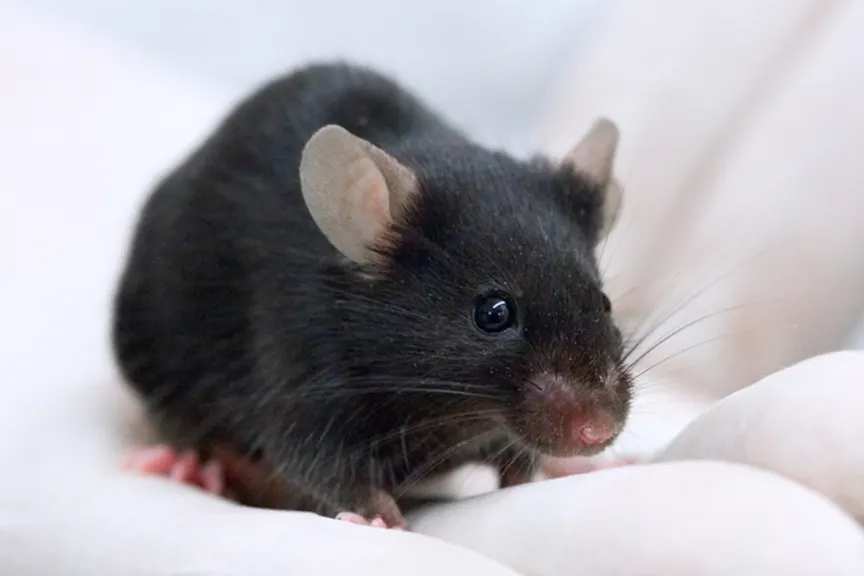 Laboratory mouse.