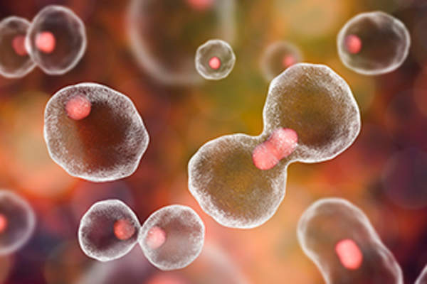 Cells dividing.