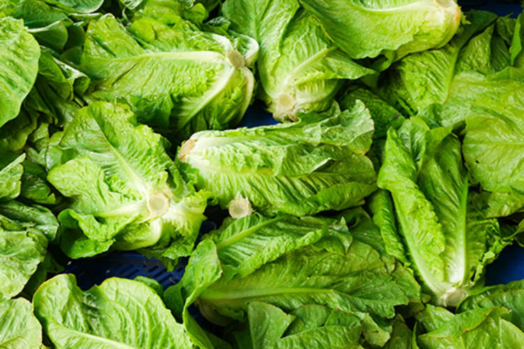 Romaine lettuce.