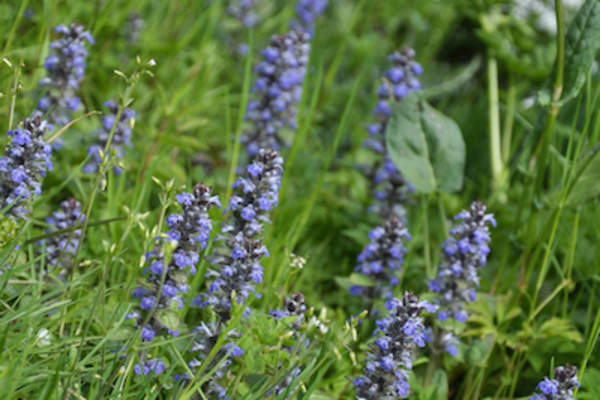 Bugleweed as found in nature.