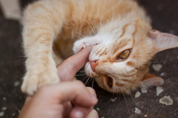 Cat biting finger.
