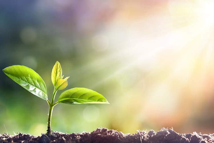 Young plant growing in sunlight