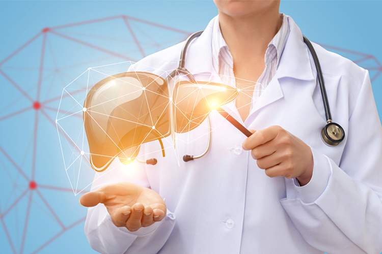 Doctor showing computer generated model of human liver.