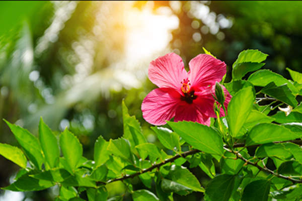 Hibiscus flower and leaves.