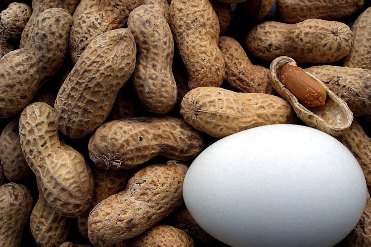 A Q&A with an Allergist