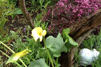 Yes, You Can Garden with RA