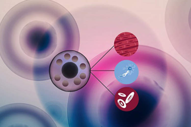 INFOGRAPHIC: The Science of Stem Cells