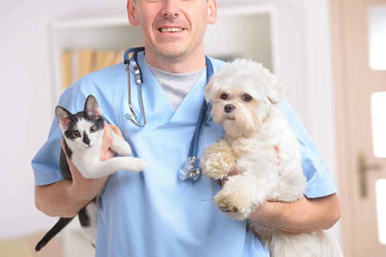 Veterinarian holding small dog and cat.