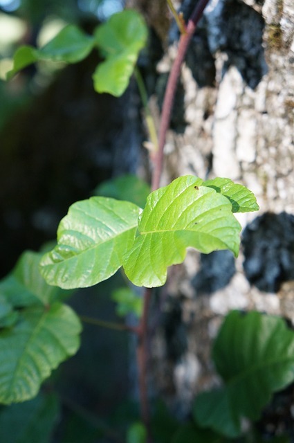 Poison Oak leaves - Photo courtesy of Joshua Nichols - Pixabay.com