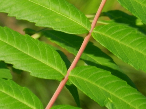 Poison Sumac Leaves - Photo courtesy of Pippalou - Morguefile.com