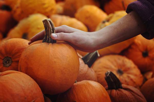 close up of woman's hand picking pumpkin