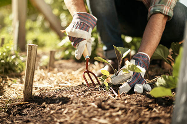 Gardening gloves.