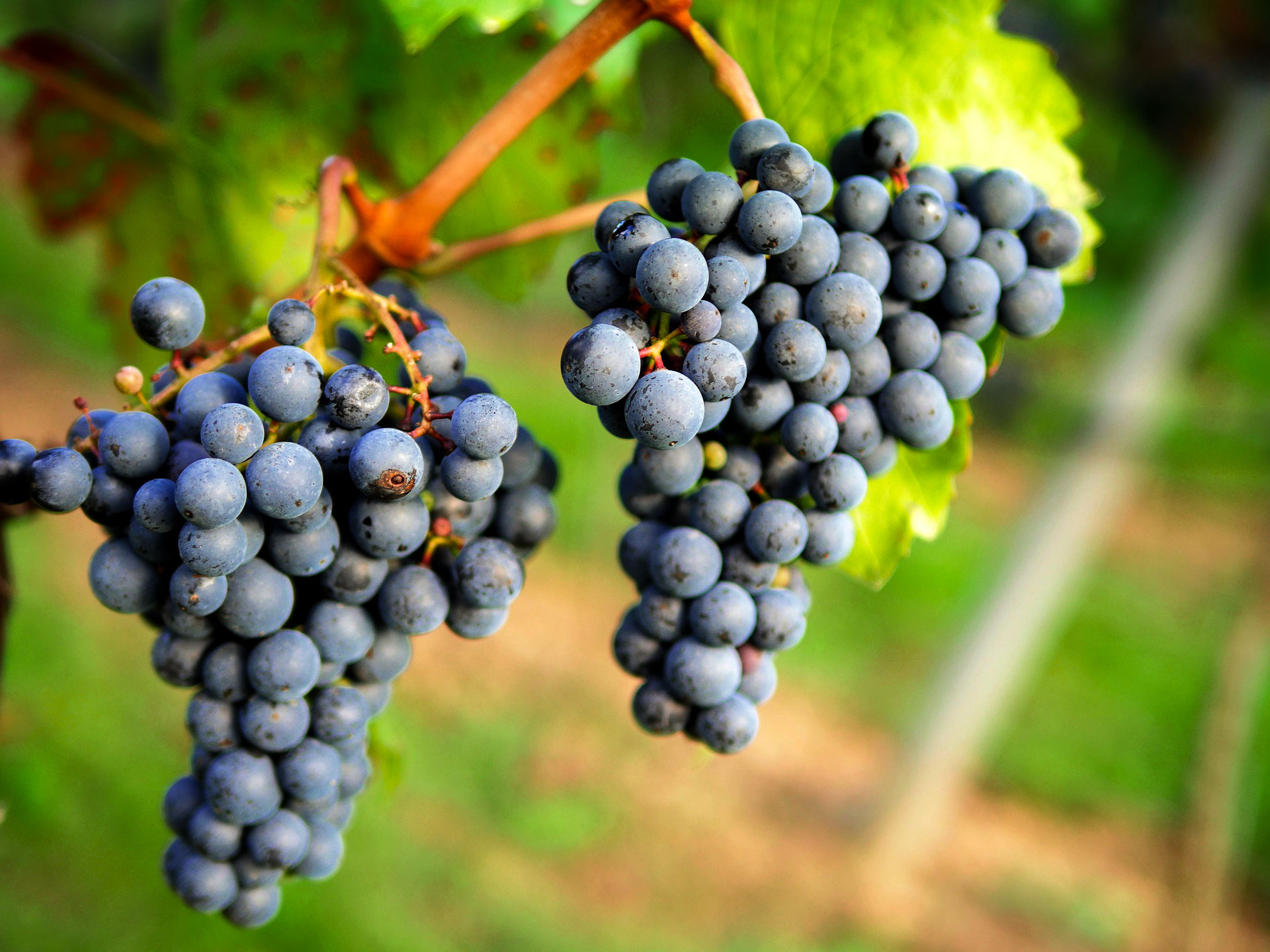 4.grapes-Bordeaux