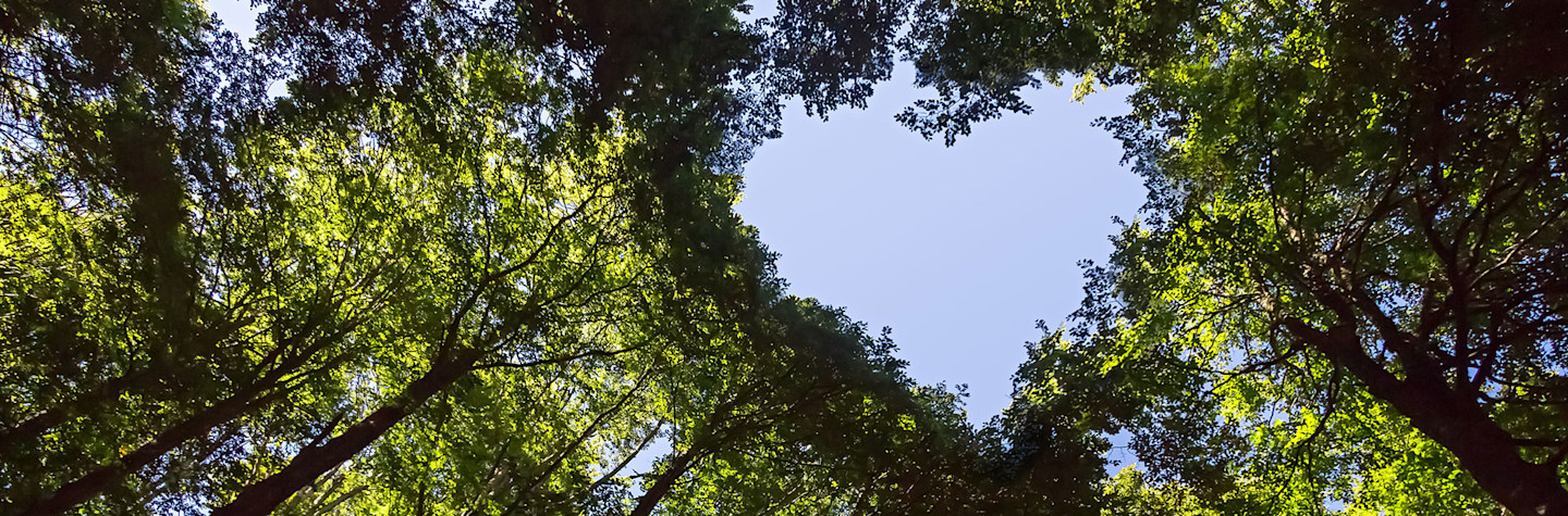 Treetops photographed from below with a heart-shaped view of a blue sky.