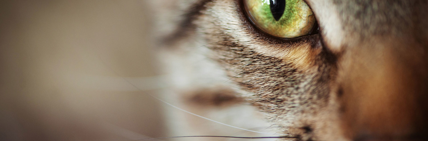 Close-up of a cat's head