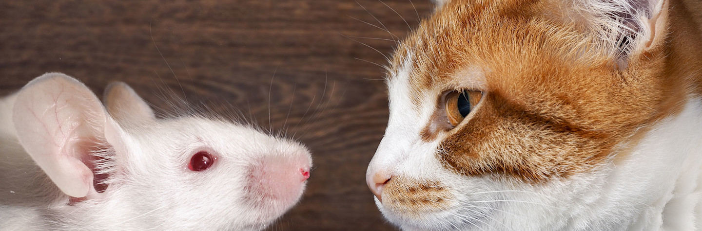 Close-up of the heads of a cat and a mouse looking straight into each other's eyes.