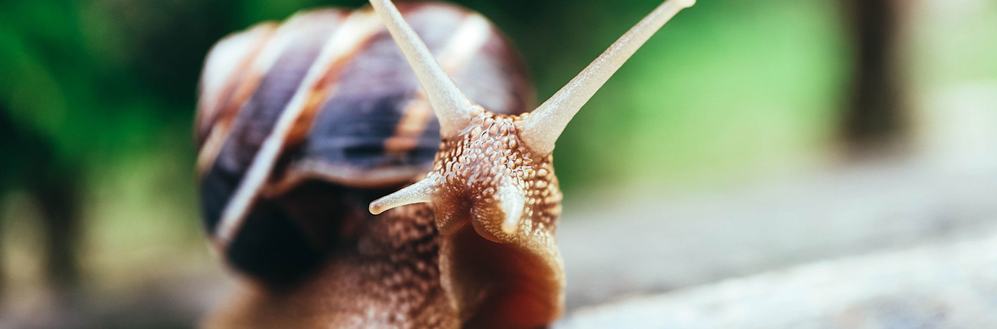 Close-up van een slak in een natuurlijke omgeving