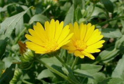 Tarla Aynısefası