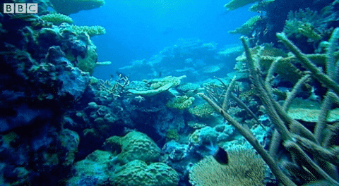 underwater swim