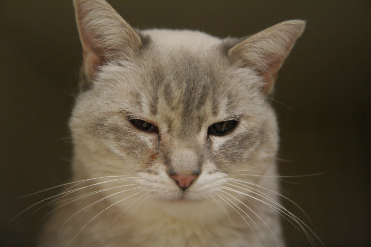 Alums’ Cat Herding Robot Revolutionizes Cat Tech's Image
