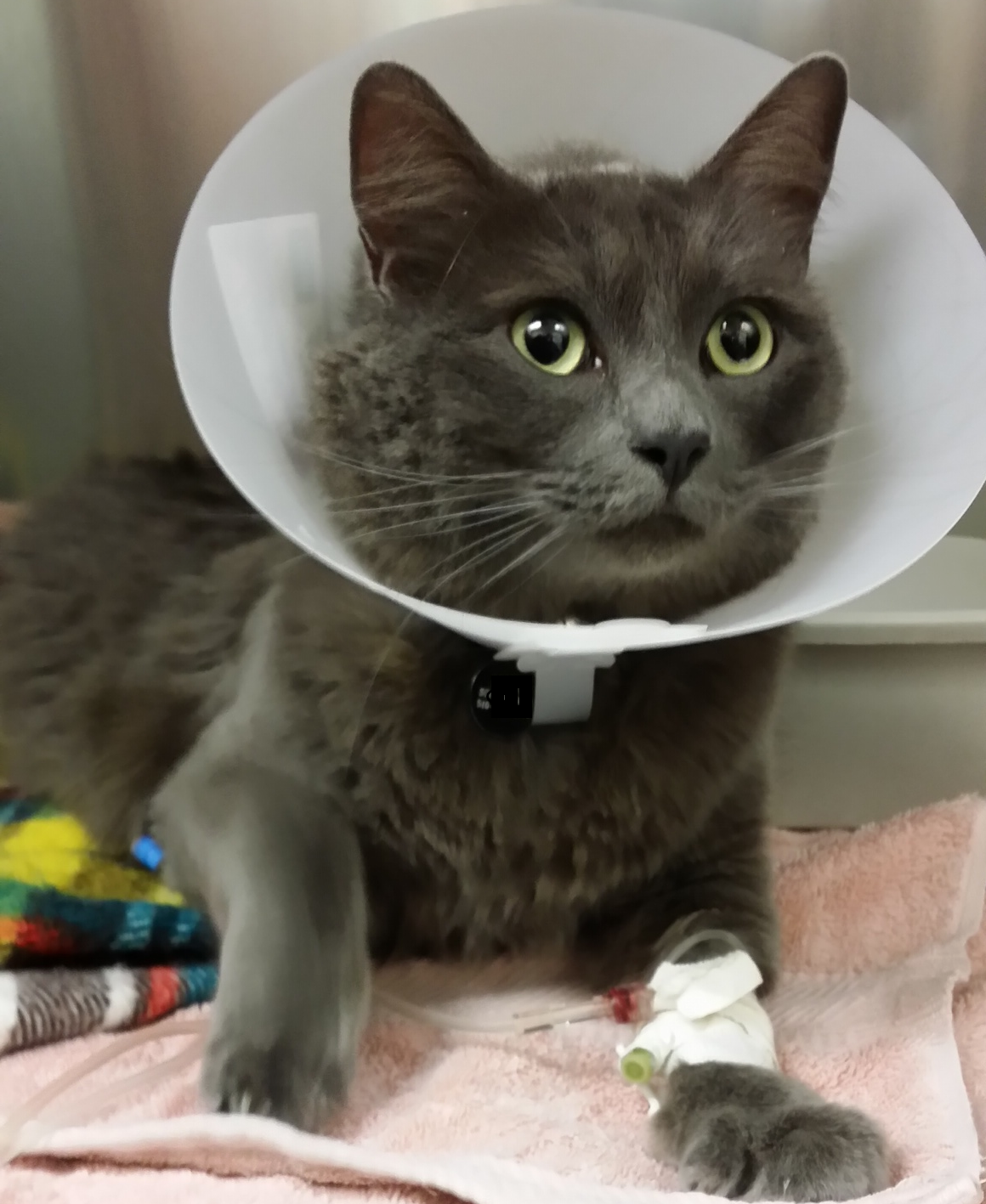 Student Startup Creates Online Medical Records for Pets's Image