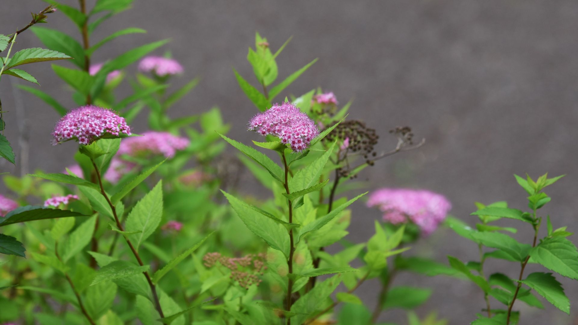 Tutustu paikallisiin yrityksiin ja pyydä tarjous rinneangervon leikkaamisesta Helsingissä.